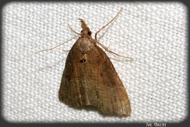 Hypena rostralis - közönséges karcsúbagoly