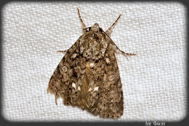 Acronicta rumicis - sóska-szigonyosbagoly Acronicta rumicis - sóska-szigonyosbagoly
