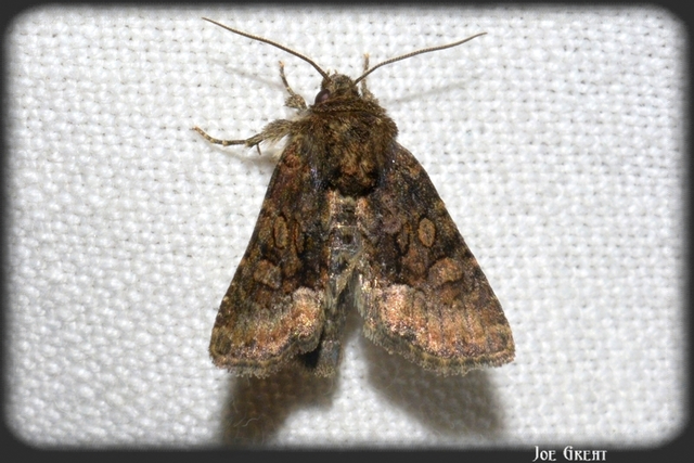 Oligia strigilis/latruncula/versicolor