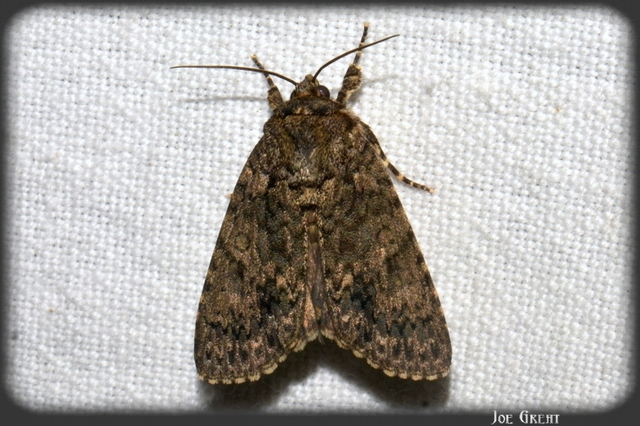 Acronicta rumicis - sóska-szigonyosbagoly Acronicta rumicis - sóska-szigonyosbagoly