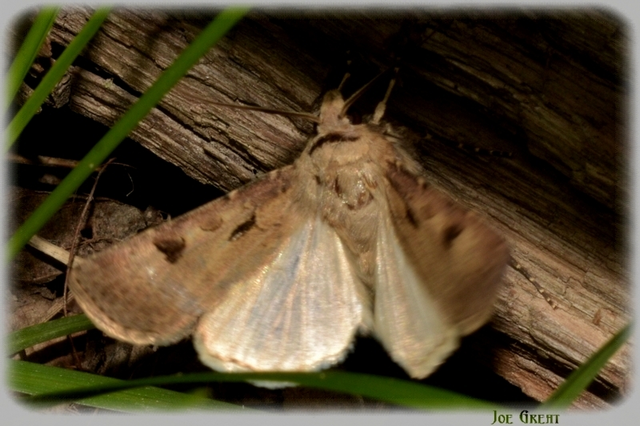 Agrotis exclamationis - felkiáltójeles földibagoly