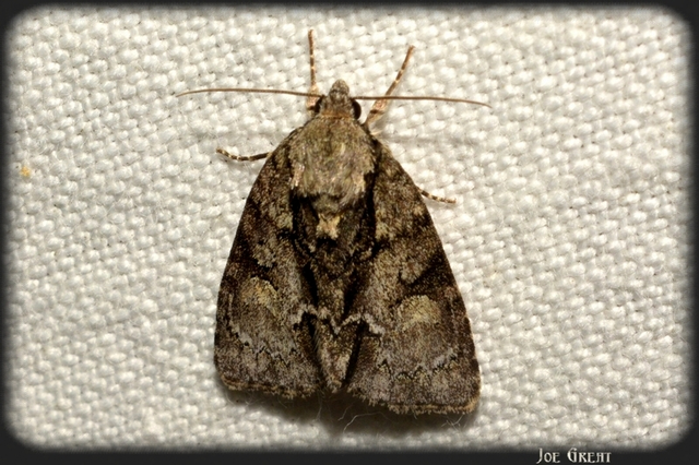 Acronicta strigosa - kis szigonyosbagoly