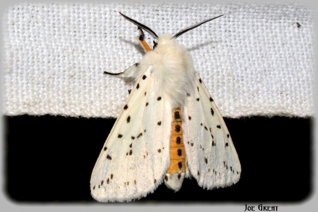Spilosoma lubricipedum - tejszínű medvelepke
