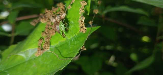 Mermitelocerus schmidtii