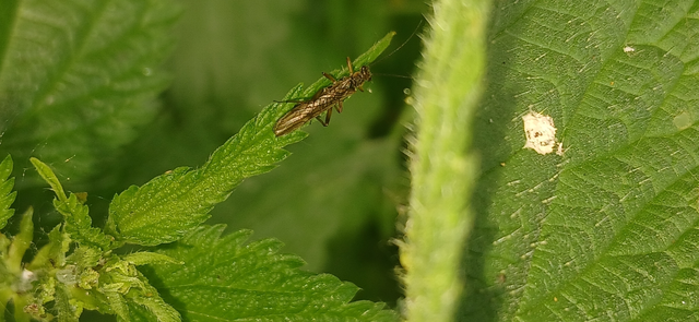 Plecoptera - Álkérészek