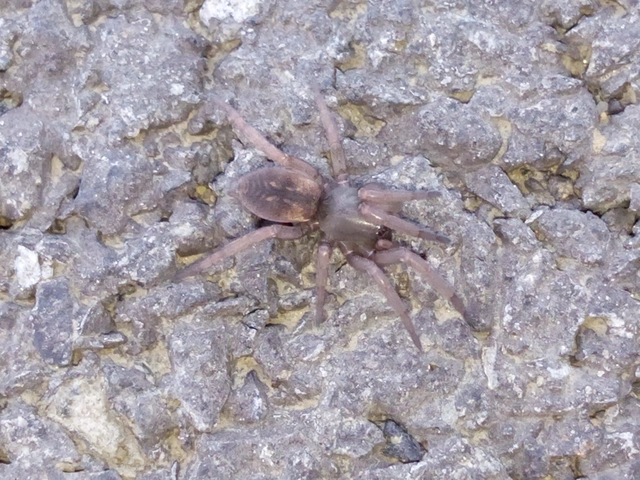 Haplodrassus