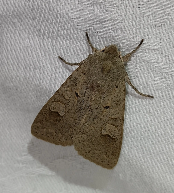 Ammoconia caecimacula - szürke őszibagoly