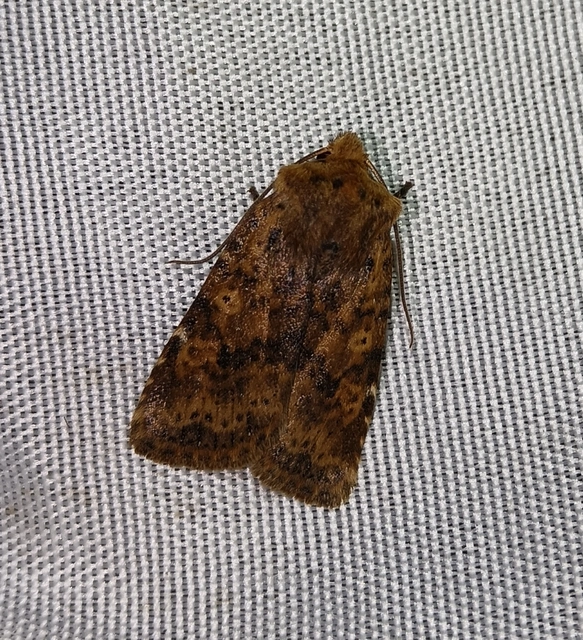 Conistra rubiginea - vörös őszibagoly