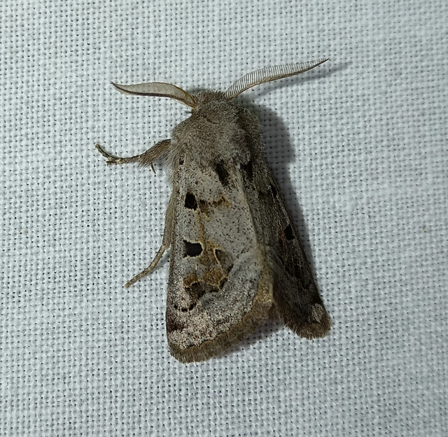 Episema tersa - hármasjegyű liliombagoly