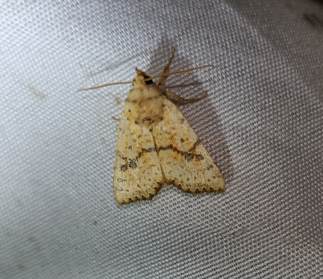 Tiliacea sulphurago - kénes sárgabagoly