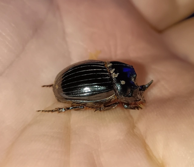 Copris lunaris - közönséges holdszarvú-ganéjtúró