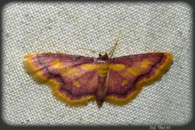 Idaea muricata - mocsári pirosaraszoló