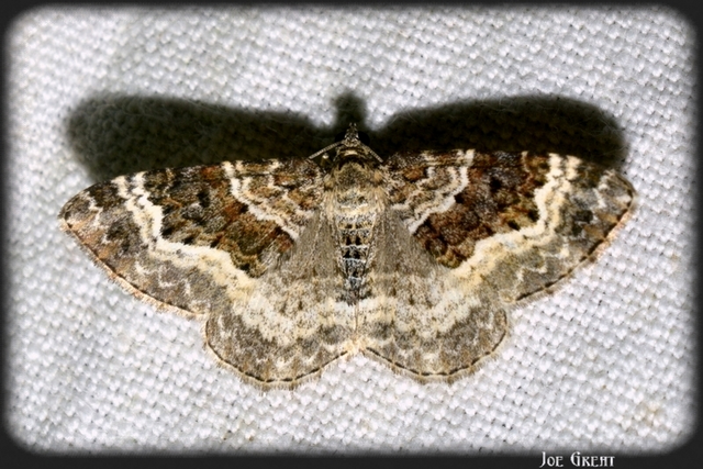 Epirrhoe alternata - galaj-tarkaaraszoló