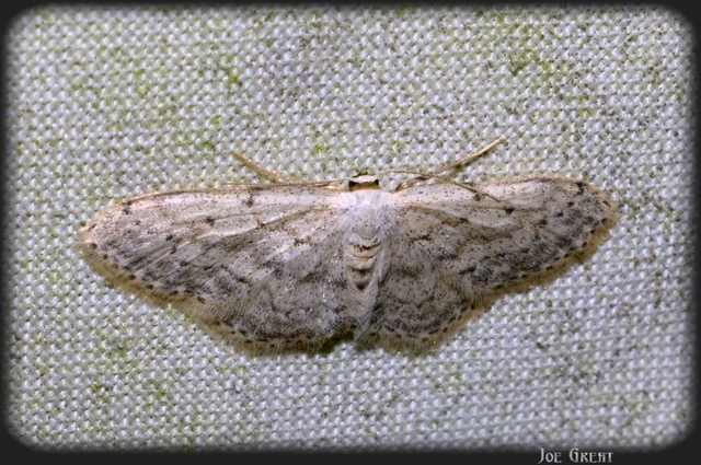 Idaea seriata - szürke apróaraszoló