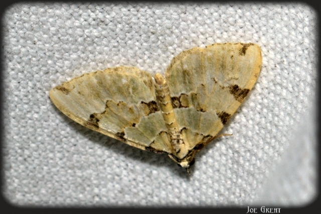 Colostygia pectinataria - zöld levélaraszoló