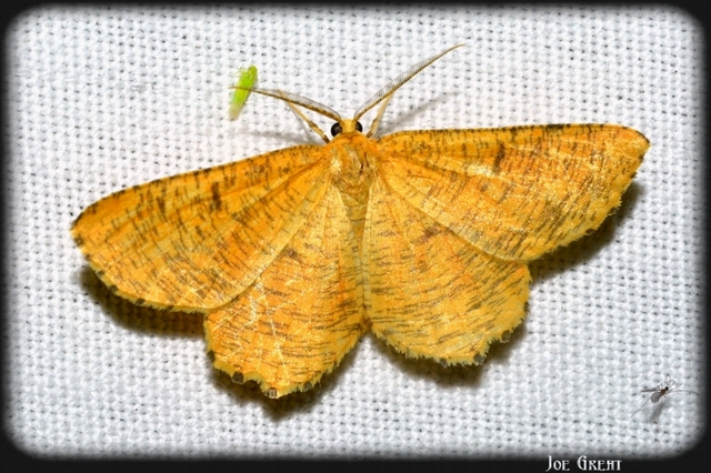 Angerona prunaria - sárga kökényaraszoló
