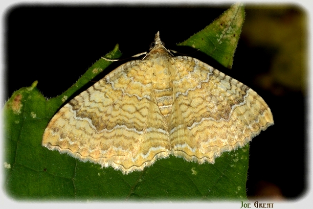 Camptogramma bilineata - kétvonalas sávosaraszoló