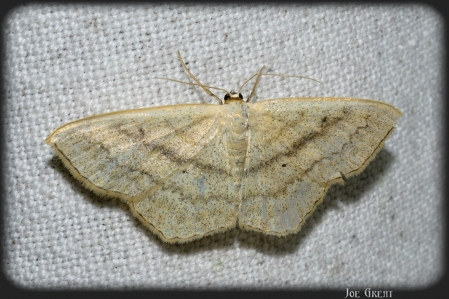 Scopula nigropunctata - feketepettyes araszoló