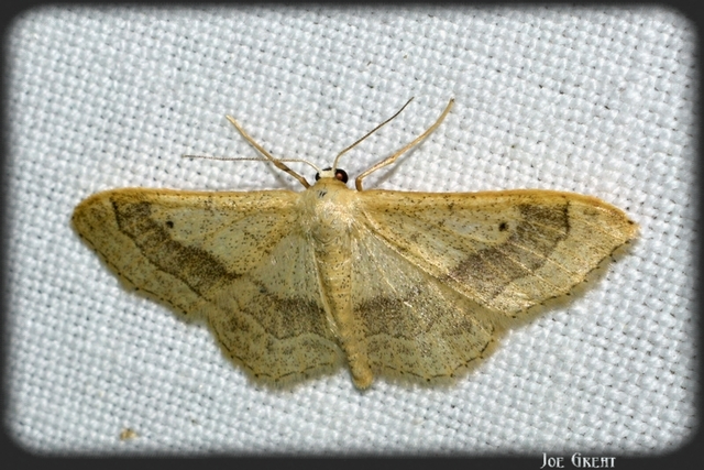 Idaea aversata - nagy sávosaraszoló