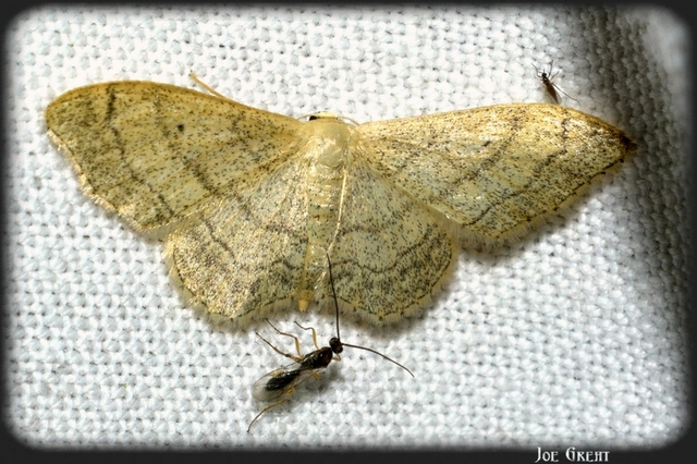 Idaea aversata - nagy sávosaraszoló