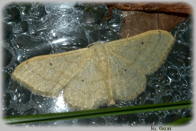 Idaea straminata - szalmasárga sávosaraszoló