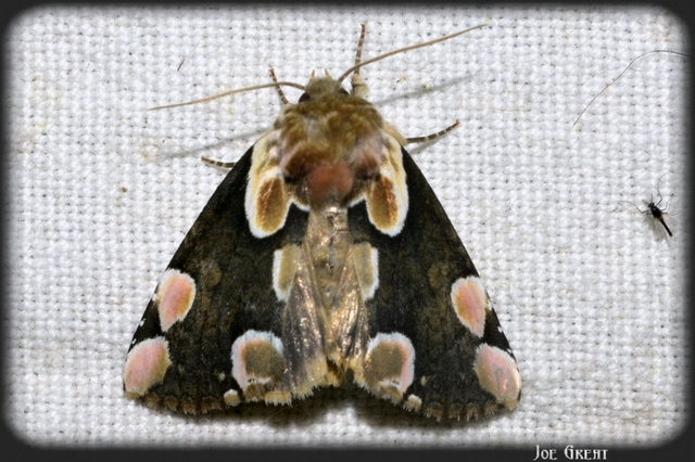 Thyatira batis - rózsafoltos pihésszövő Thyatira batis - rózsafoltos pihésszövő