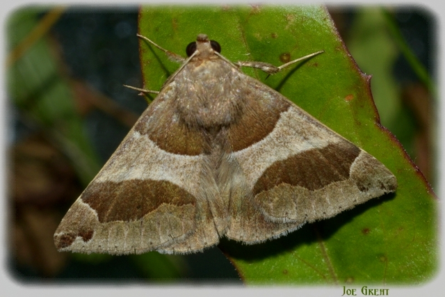 Dysgonia algira - déli porcelánbagoly