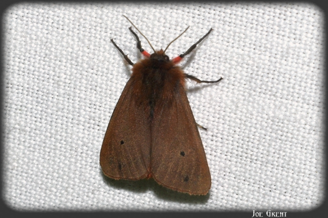 Phragmatobia fuliginosa - füstös medvelepke