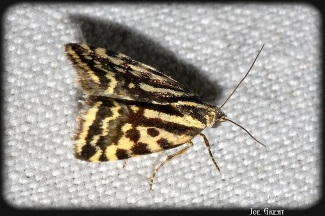 Emmelia trabealis - zebrabagoly