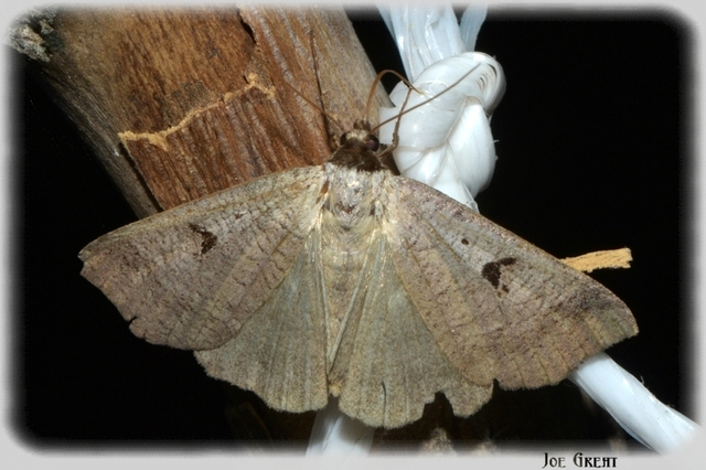 Lygephila pastinum - közönséges csüdfűbagoly