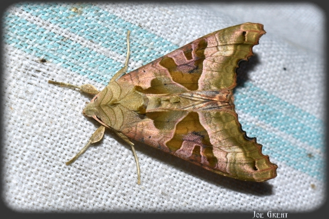 Phlogophora meticulosa - vándorló csipkésbagoly