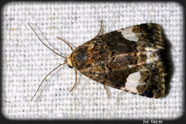 Tyta luctuosa - fekete nappalibagoly