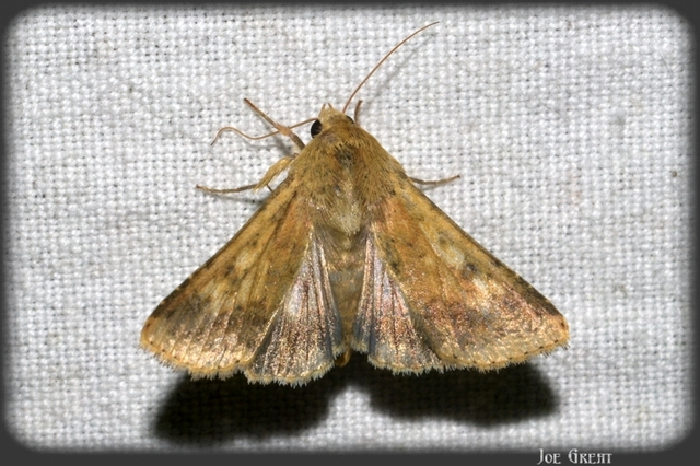 Helicoverpa armigera - kukorica-veteménybagoly