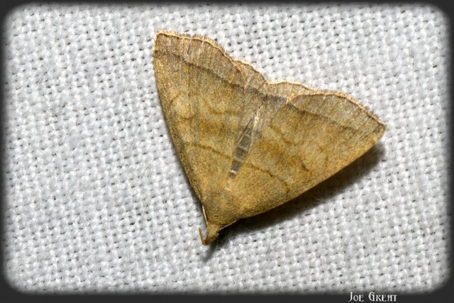 Herminia tarsicrinalis - szőröslábú karcsúbagoly