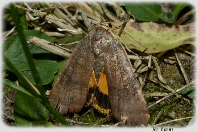 Noctua janthe - lappangó sárgafűbagoly