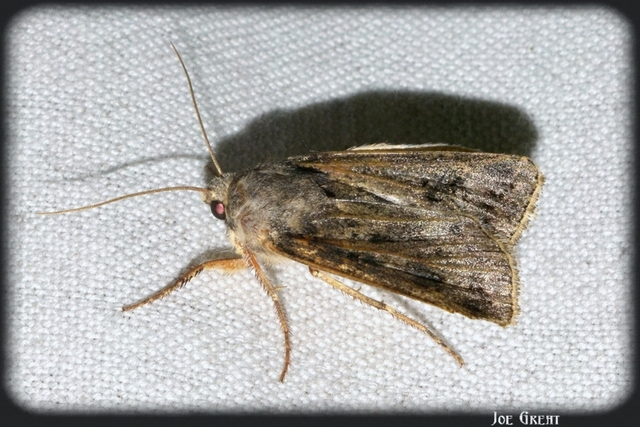 Agrotis bigramma - kétjegyű földibagoly