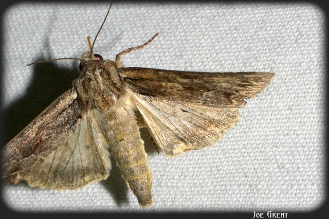 Apamea monoglypha - nagy dudvabagoly