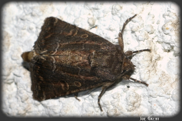 Thalpophila matura - fakó erdeibagoly