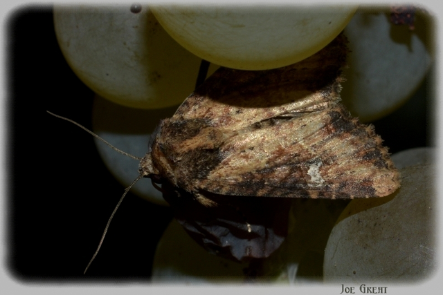 Mesapamea secalella/secalis