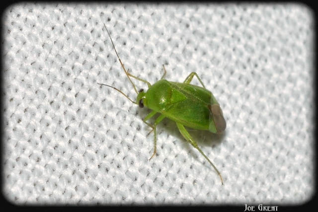 Miridae - mezeipoloskák