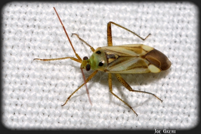 Adelphocoris lineolatus - lucernapoloska