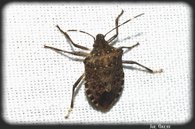 Halyomorpha halys - ázsiai márványospoloska