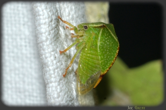 Stictocephala bisonia - bivalykabóca