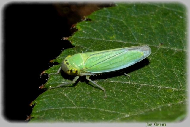 Cicadella viridis - méregzöld kabóca
