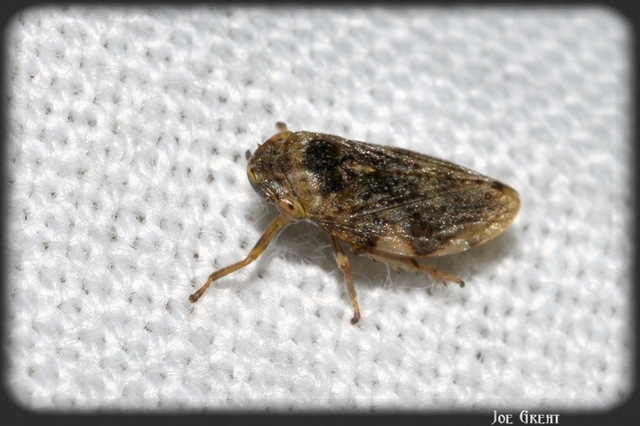 Aphrophora alni