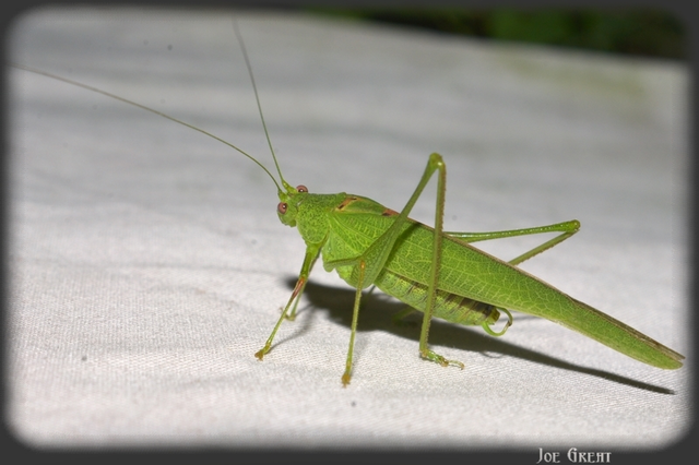 Phaneroptera