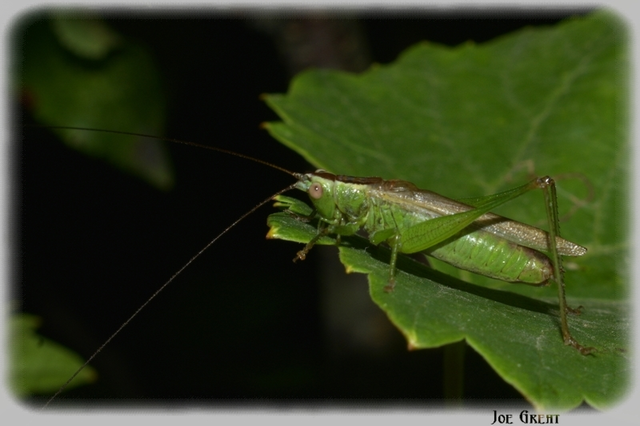 Conocephalus fuscus - kis kúpfejűszöcske