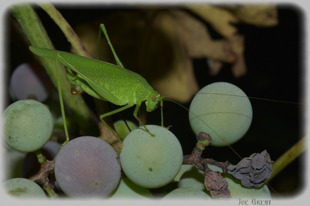Phaneroptera nana - pontozott repülőszöcske