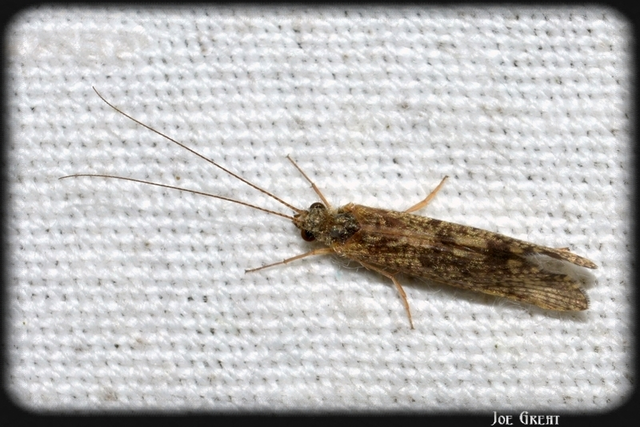 Trichoptera - Tegzesek