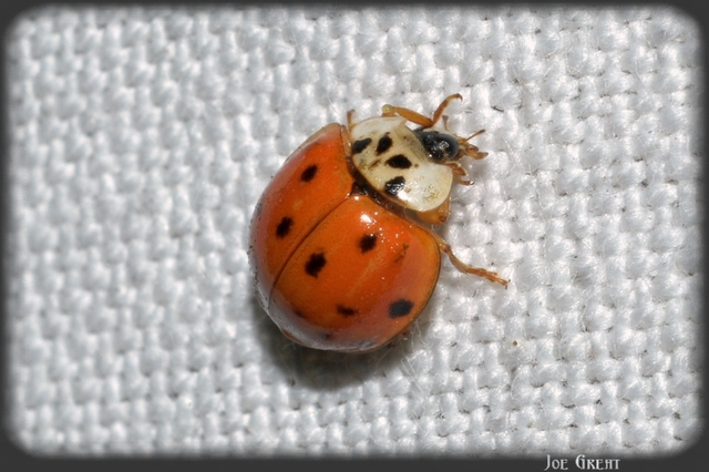 Harmonia axyridis - harlekinkatica